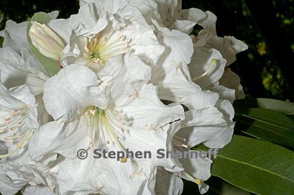 rhododendron decorum subsect fortunea 3 graphic